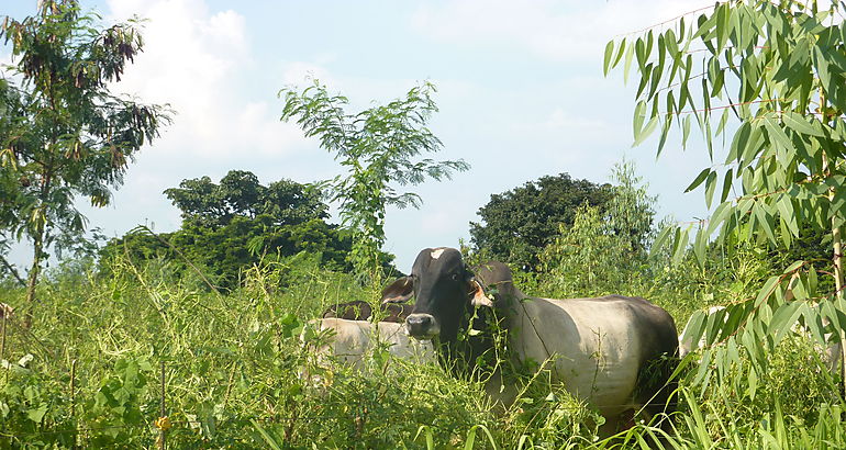 sistemas silvopastoriles 