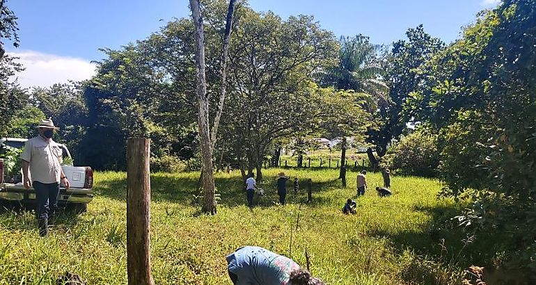 restauracin forestal