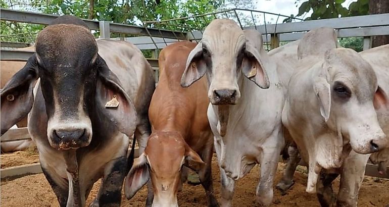 Sementales brahman