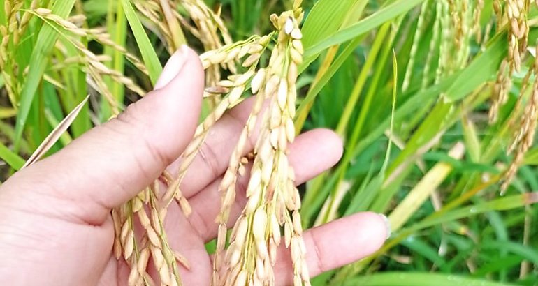 arroz