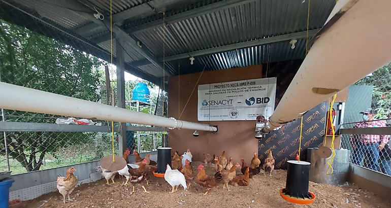 galeras de pollo