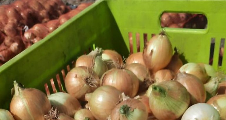 cebolla