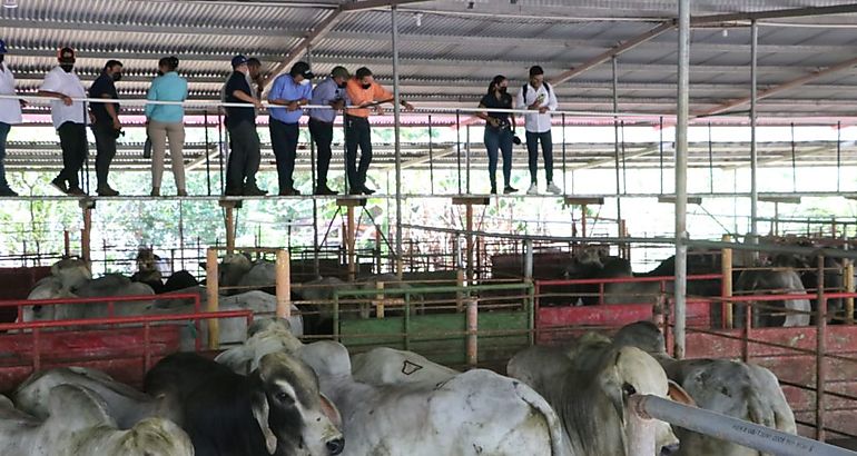 Gobierno Nacional entrego  92 sementales y pasto mejorado a productores santeos
