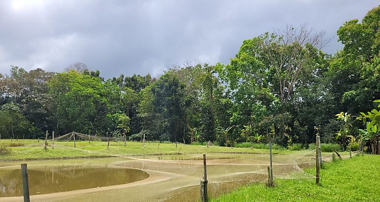 Escuela de Campo en ricipisicultura en Panam Oeste