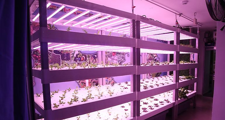 mdulo demostrativo de agricultura vertical en ambiente controlado