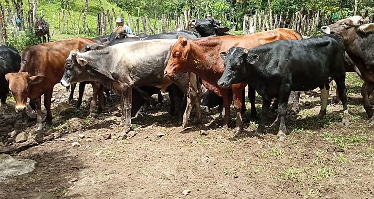 Novillos de bovino