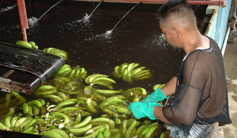 Chiquita volver a exportar este ao