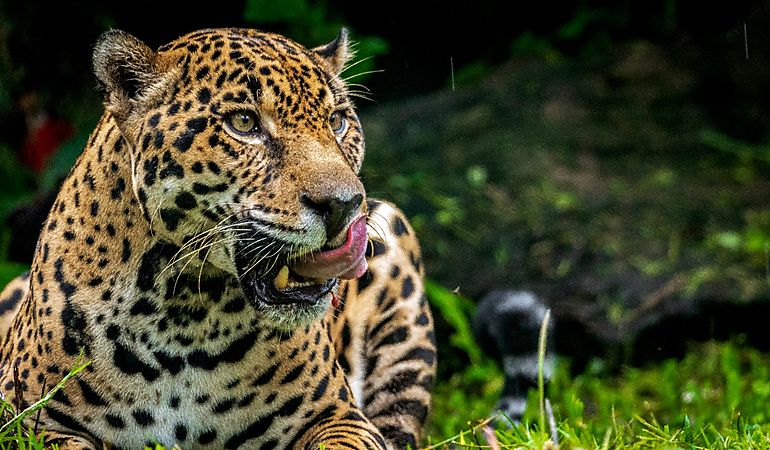 Panam arranca proyecto para la conservacin del jaguar reconocido a nivel internacional