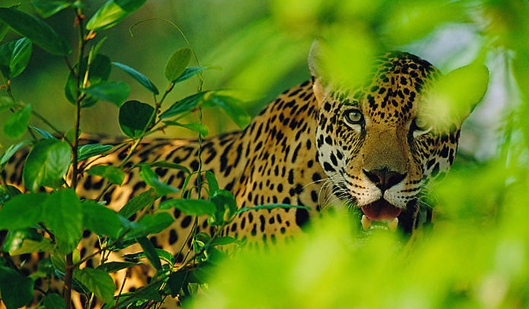 Panam lanza estrategia para conservar Selva Maya
