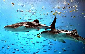Segunda Expo Acuario 2023