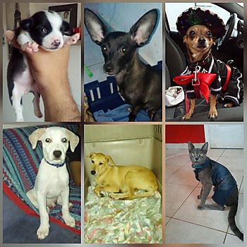 Nuevo miembro de la familia
