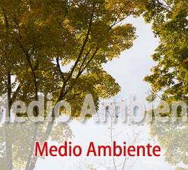 Galleta Medio Ambiente 