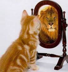 gatito a leon